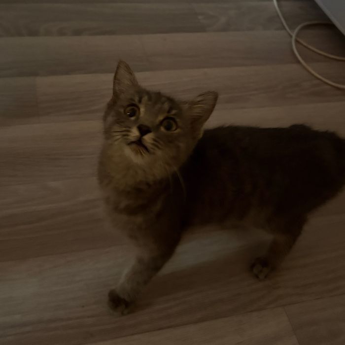 Котенок ищет дом (отдам бесплатно)