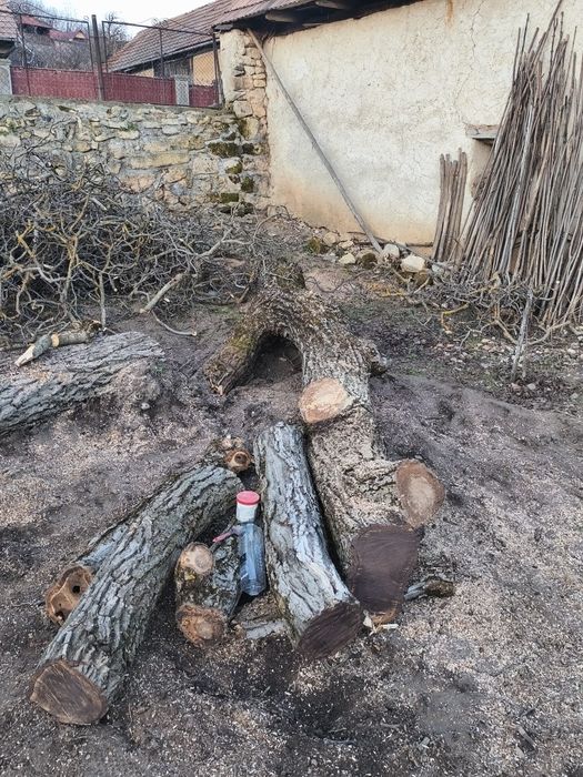 Vând trunchi nuc... aștept oferte