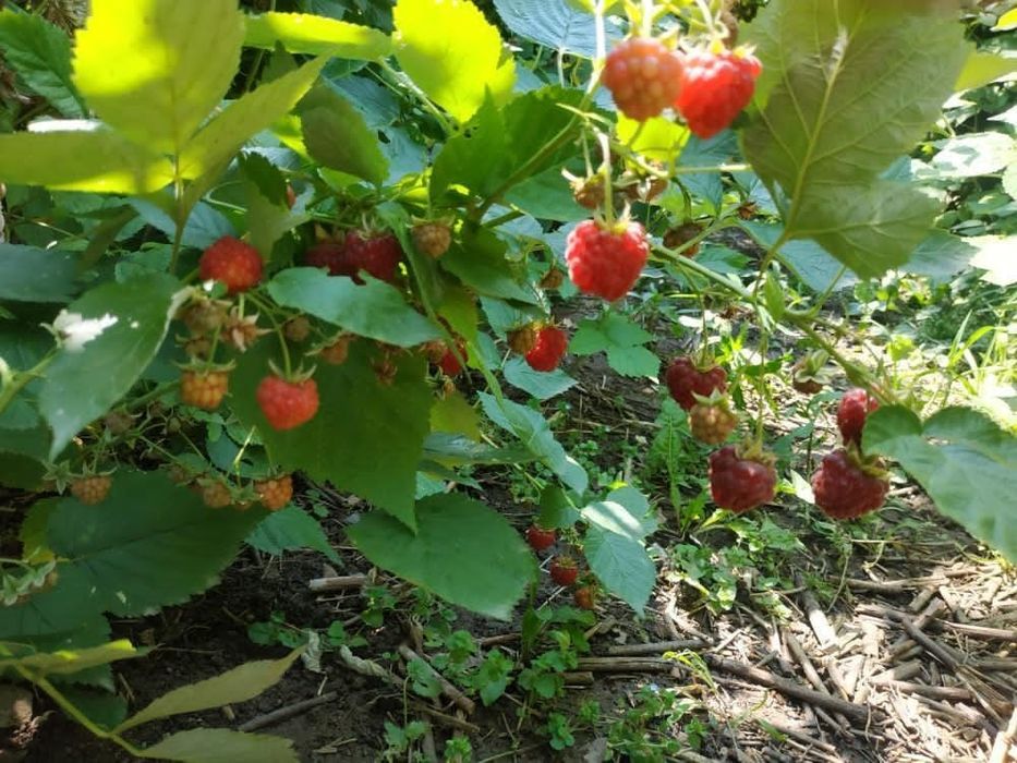 Малина "Белостволка" - ремонтантная