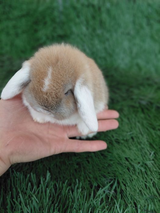 Карлик баран куйчалар совгага болажонларга янги йилга ок кулок ок аёк