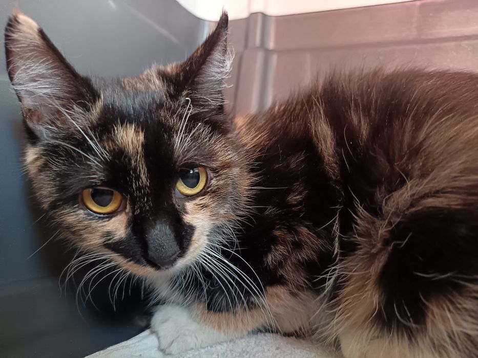 Отдам кошечку 4 месяца