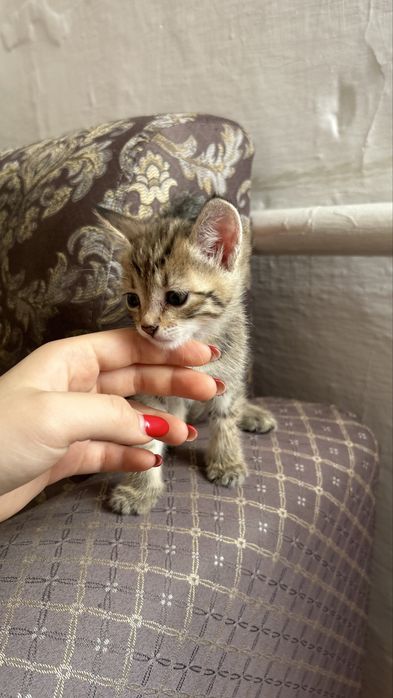 Отдам в добрые руки котят-девочек
