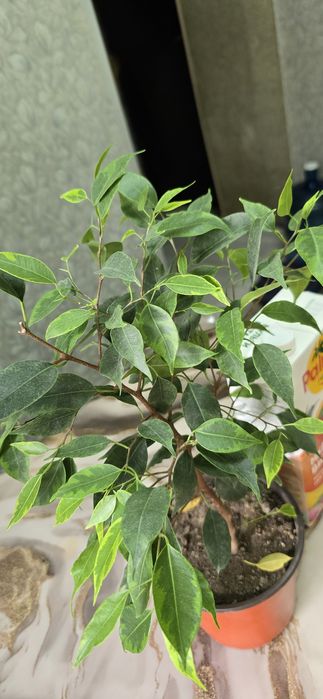 Фикус Анастасия продам