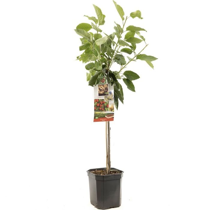 Pomi Fructiferi la Ghiveci (VIȘIN)