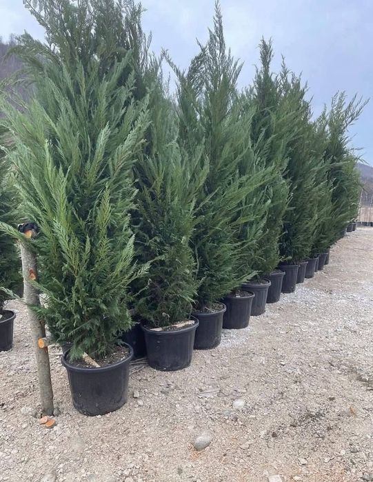 Vând plante ornamentale și livrez în toată țara