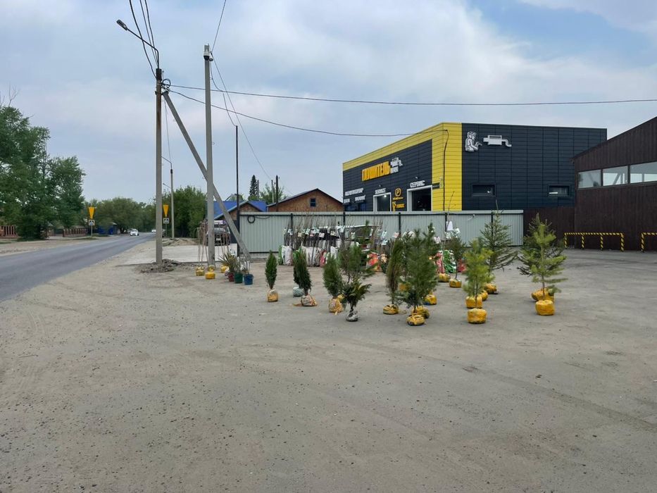 Плодовые деревья