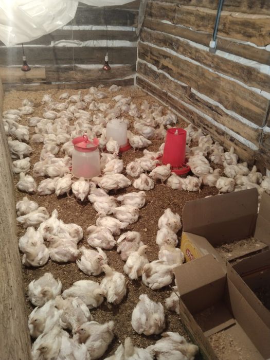 Продаю циплят бролеров