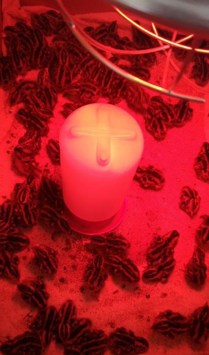 Pui de prepeliță japoneză