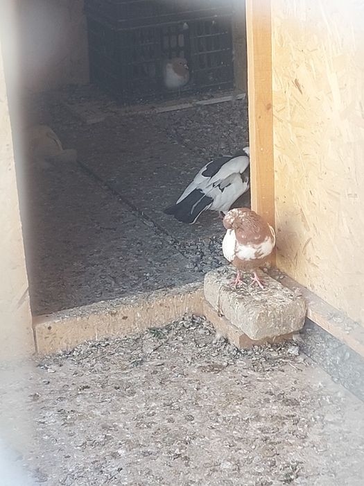 Кептер Құс Голуби