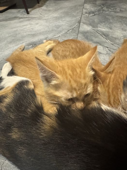 Отдам котят в добрые руки