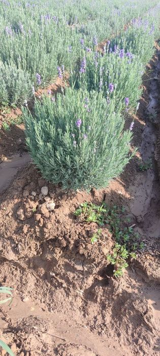 Lavanda 9-gektar bor 29500 soʻmdan ulgurchi narxlarda 24/7 aloqadamiz