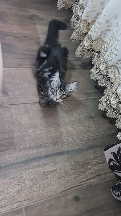 Fetițe Maine Coon cu PEDIGREE
