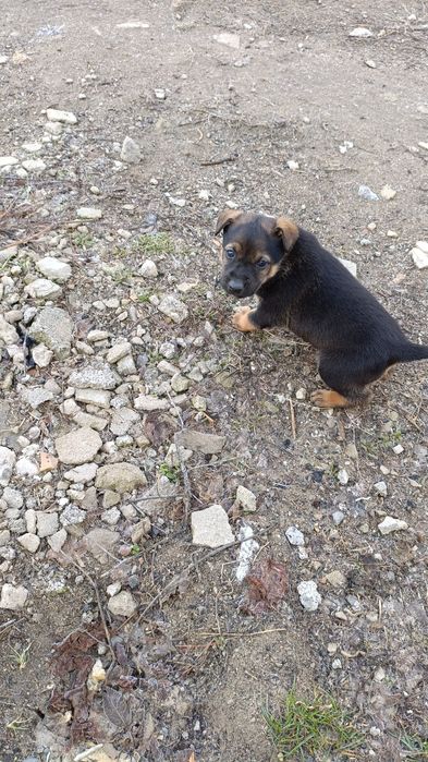 щенки мальчики в хорошие руки