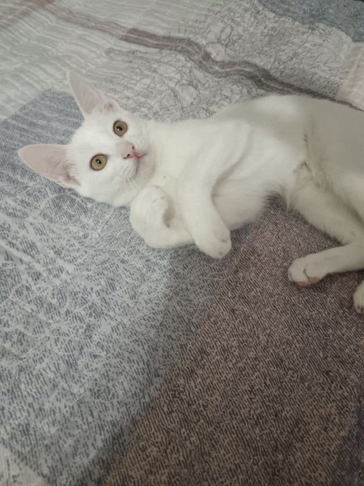 Отдам котёнка, в добрые и надёжные руки