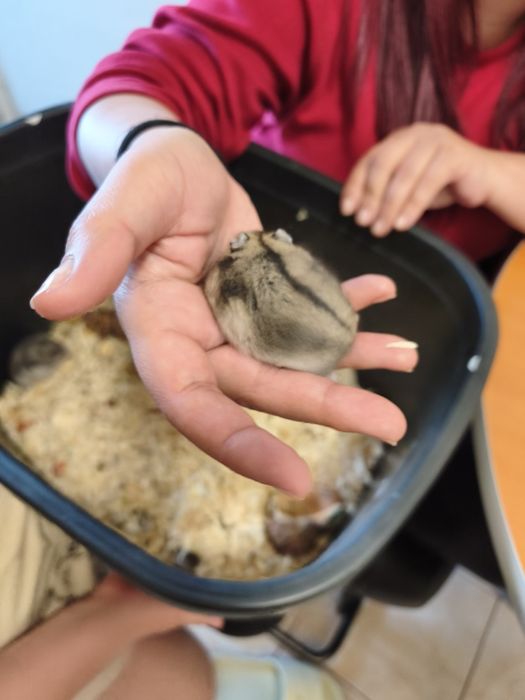Vând pui de hamster.50 de lei buc