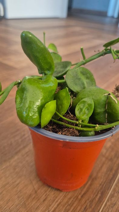 Дисхидия major rattle skills