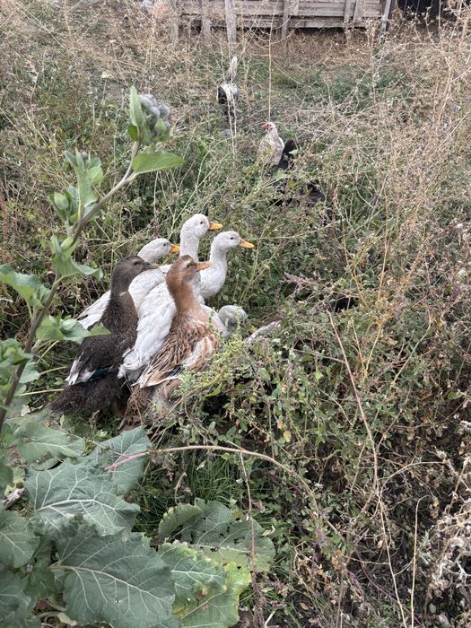 Продам уток Башкирская порода