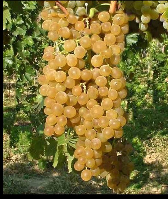 Vând struguri de vin pe data de 0 1 0 9 2025