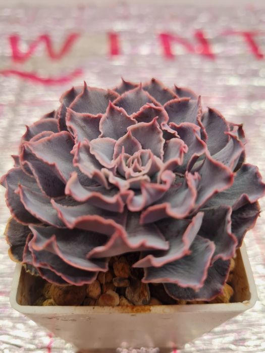 Суккуленты,домашние цветы