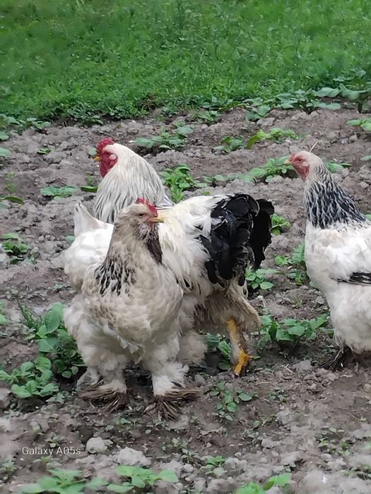 Brama  tovuq tuxumlari