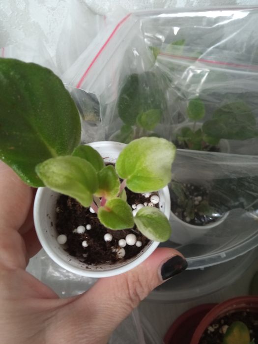 Детки фиалки ,бегонии сеянцы,бегонии разные в контейнере..