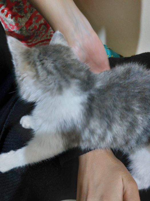 Yaxshi qollarga mushukcha