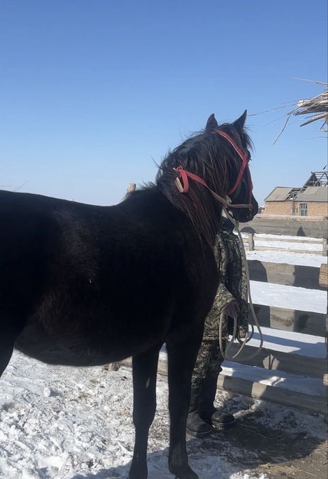 Айгыр сатылады! Продаедтся жеребец