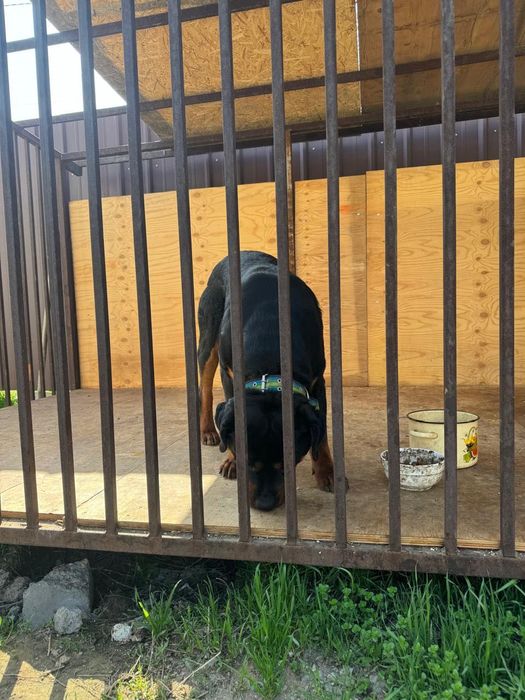 Продам ротвейлера с вольером