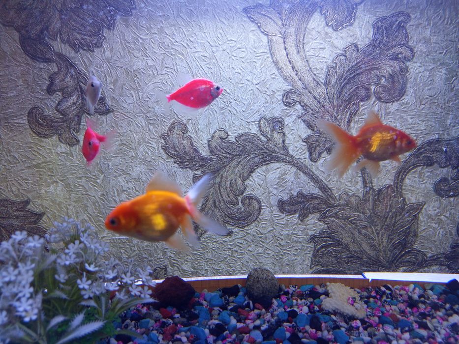 Аквариум с рыбками