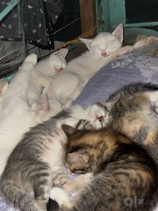 Котята 4 месяца