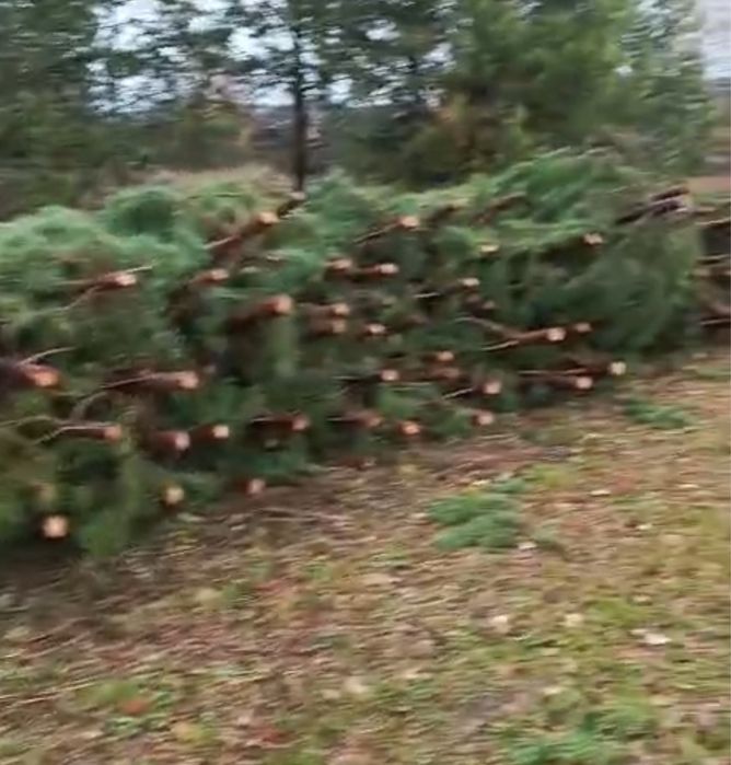 Новогодние елки сосны, ели.