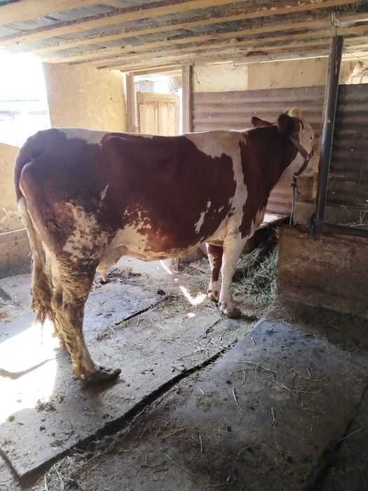 Продам корову шикарную