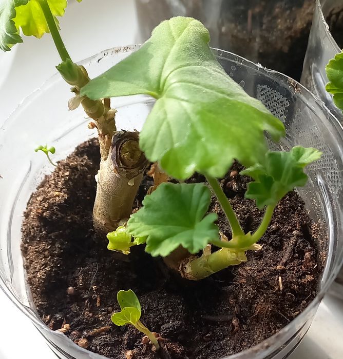 Герань зональная редкого окраса .