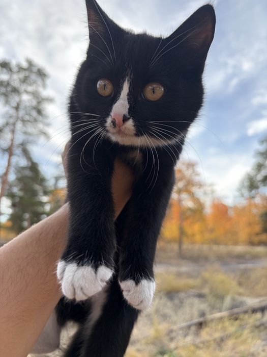 Отдам котят в добрые руки