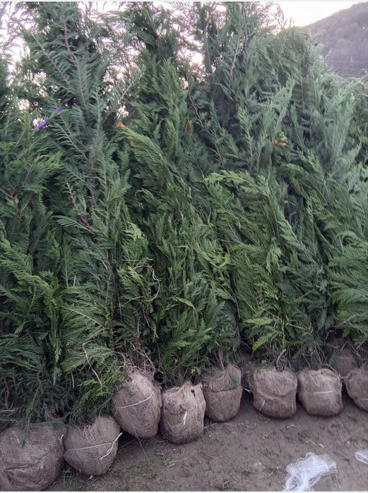 Leylandii Cupressus - Livrare Rapida