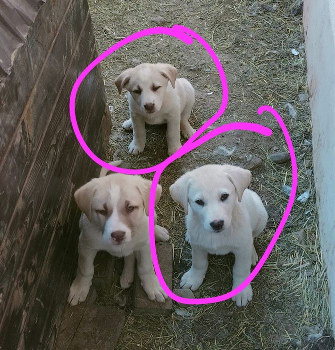 Adoptie pui de metis kangal