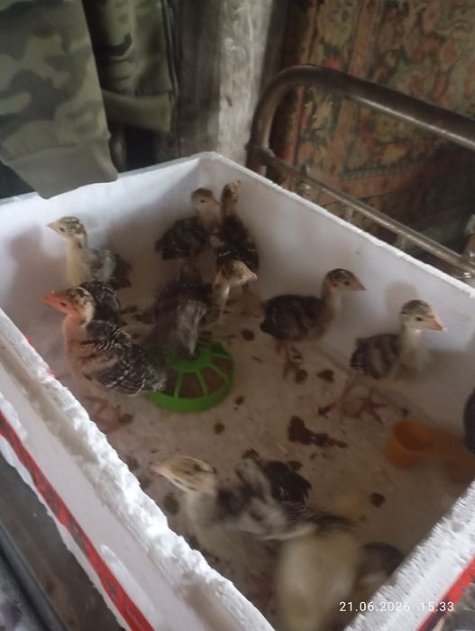 Продам домашних индюшат