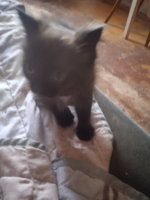 Отдам котенка мальчик в добрые руки