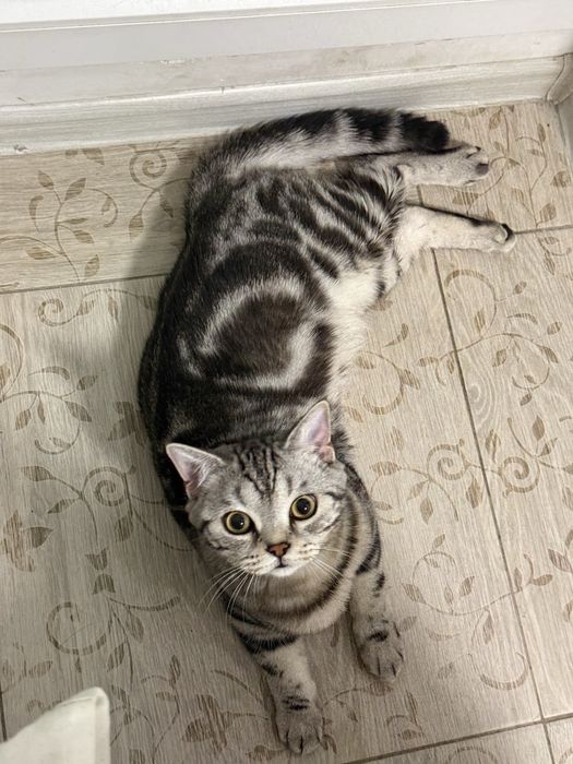 Отдам Британского кота в добрые руки