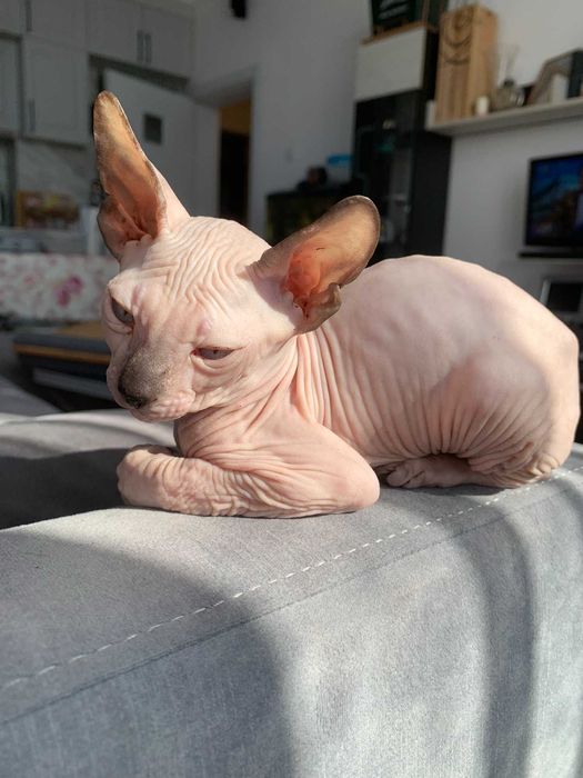 Котенца канадски свинкс
