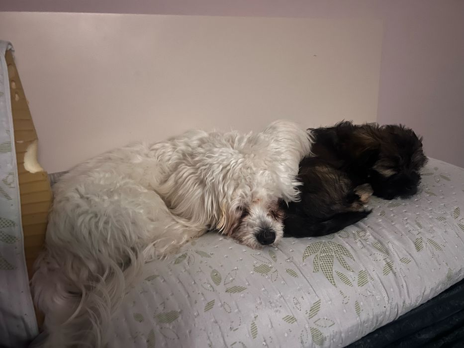 Bishon Maltez mascul