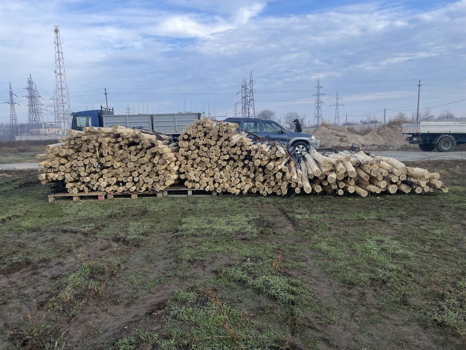 Stalpi/Pari de salcam pentru gard