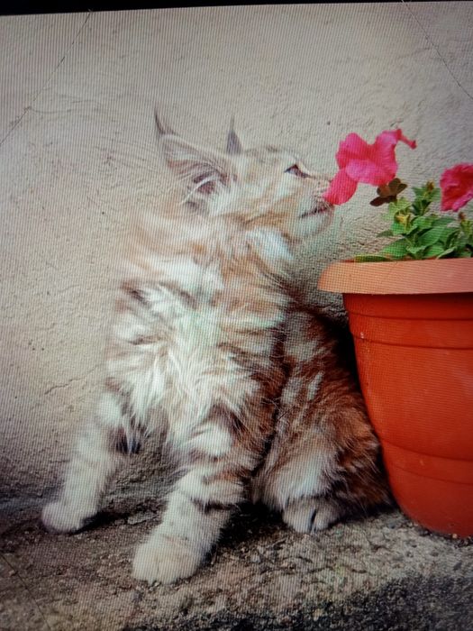 Кошечка Мейн Кун