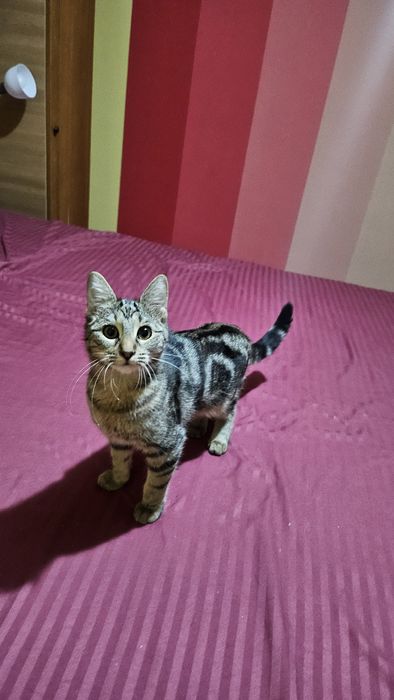 Adoptie pui pisica fetita