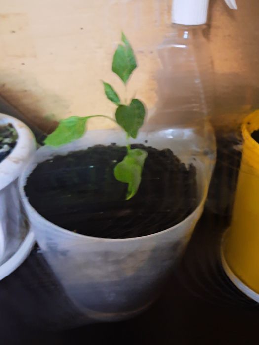 Продам цветы комнатные