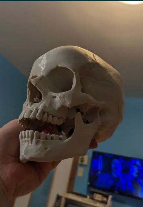 Анатомичен модел на човешки череп