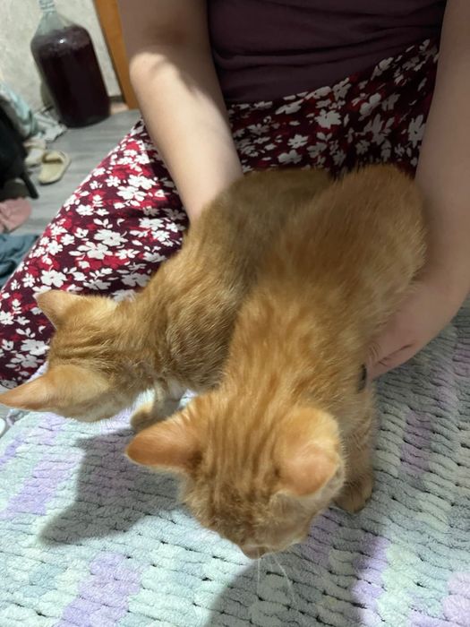 Отдам шустрых котят