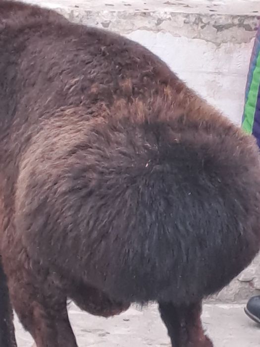 Кучкорлар сотилади