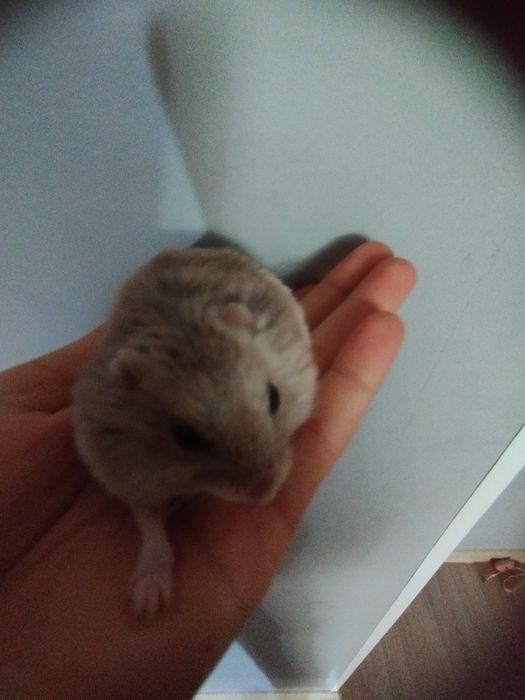 Продам хомяка с клеткой