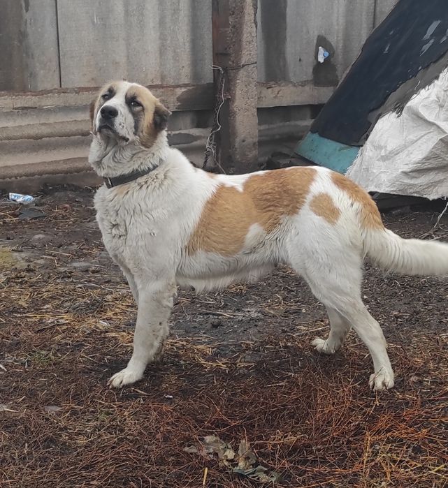 Алабай мошьные 2 девочки